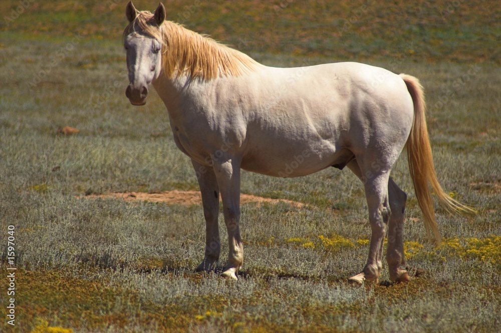 Obraz premium white stallion horse in a field