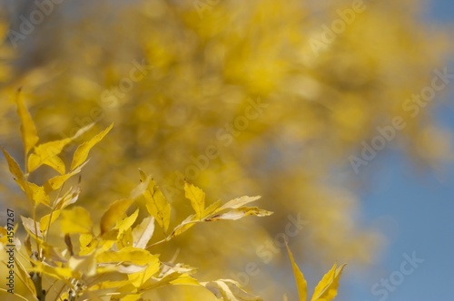 autumn tree in the park