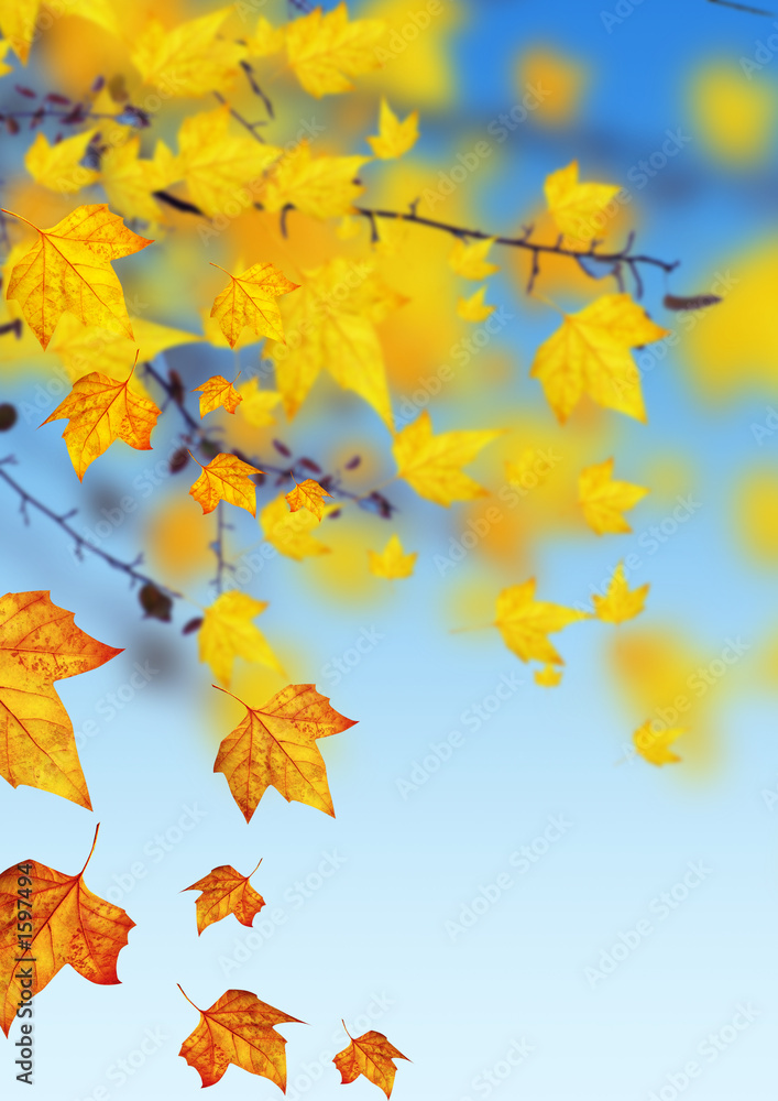 autumn leaves autumn leaves