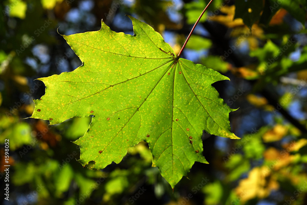 feuille d'arbre feuille d'arbre