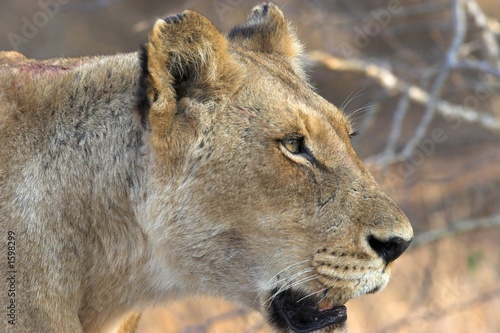 lioness close up