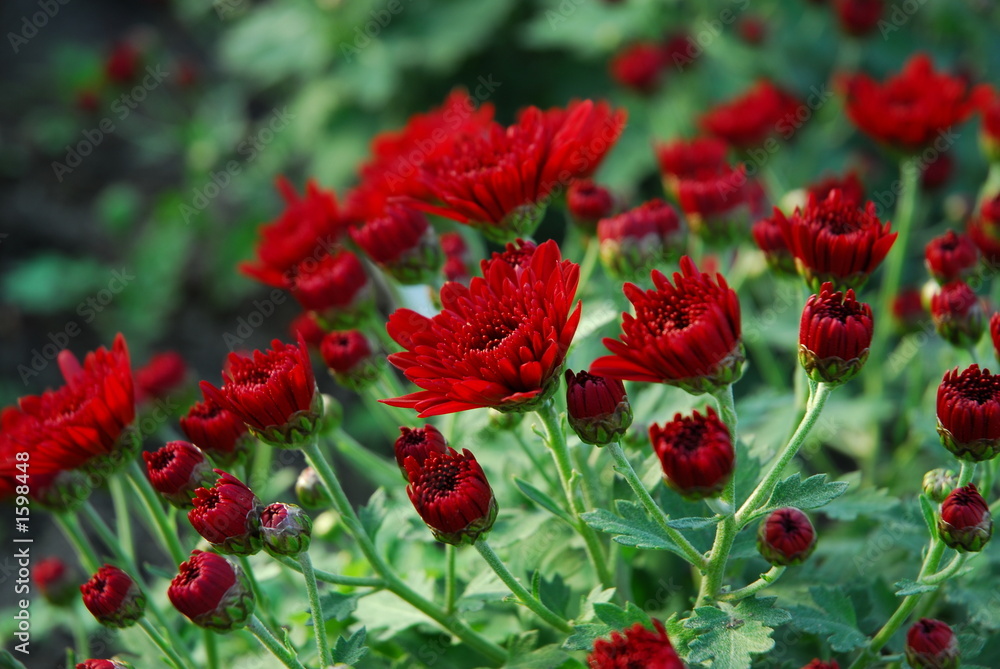 red flowers