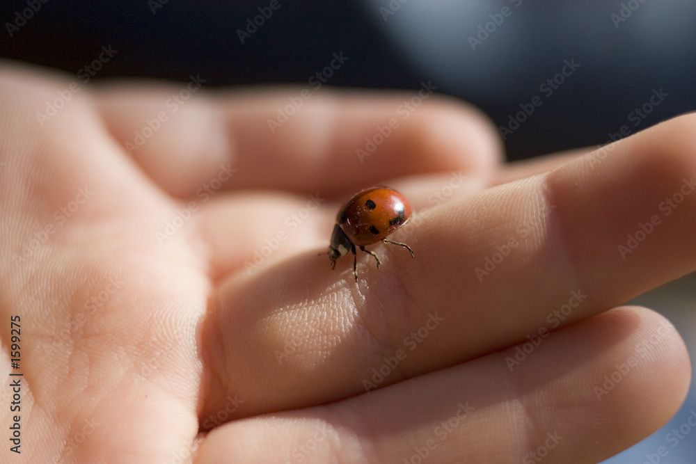 ladybird