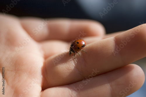 Obraz na płótnie ladybird w salonie