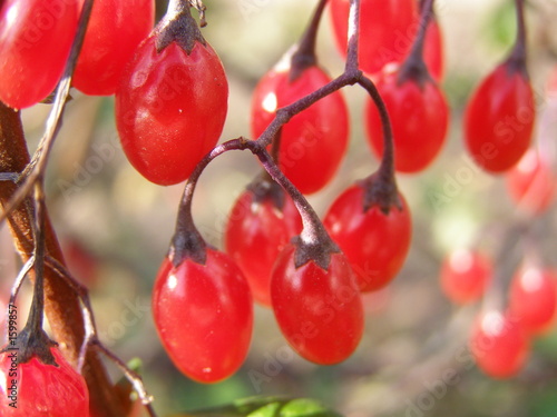 red berry