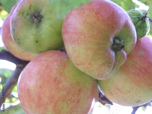 apple bucket