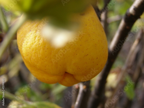quince