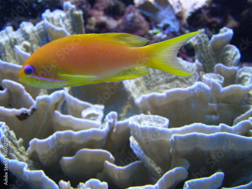 oceanic fish