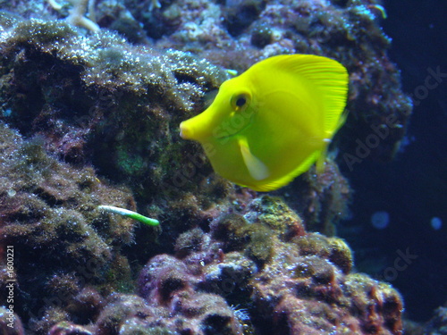 falterfisch