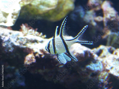fish