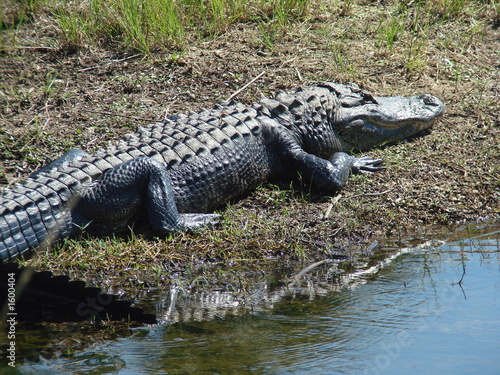 gator by the lake
