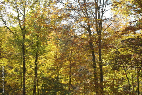 fall trees on the appalachian trail