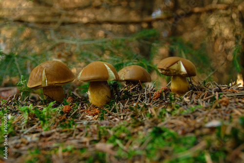 mushroom(xerocomus badius)