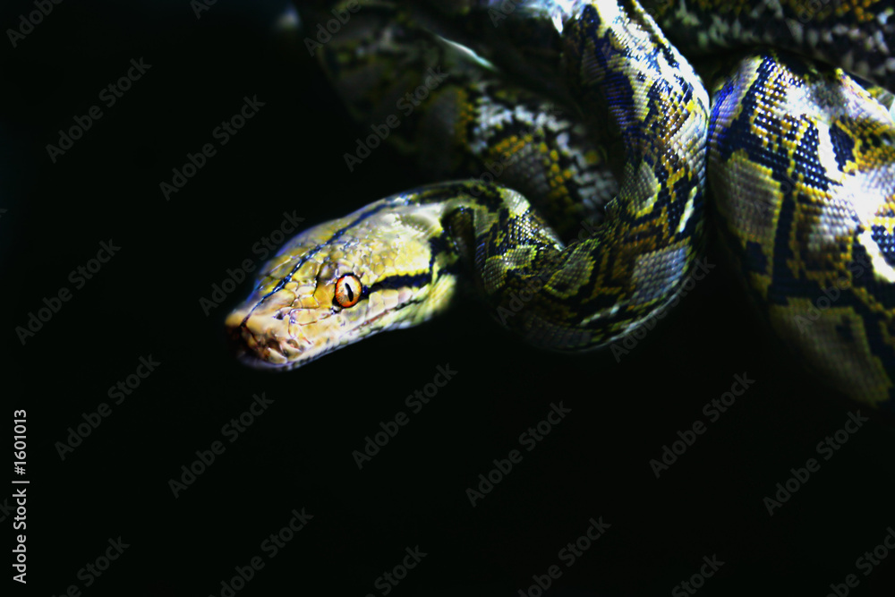 reticulated python reticulated python
