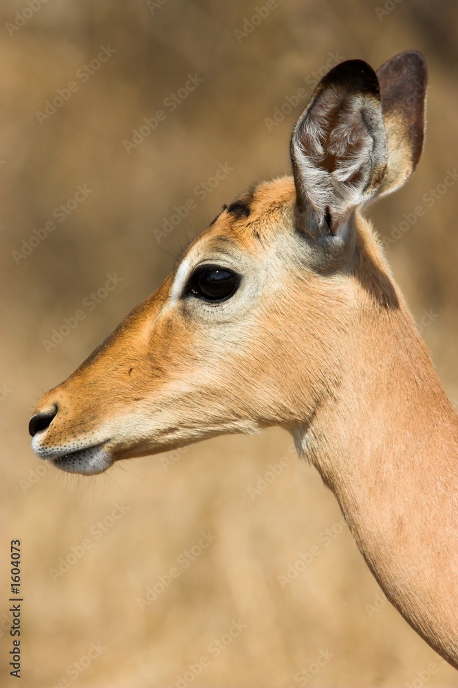 impala female impala female
