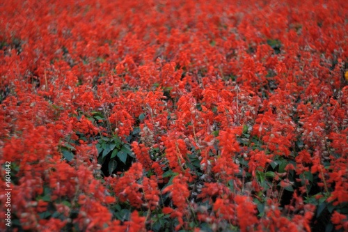 red flowers