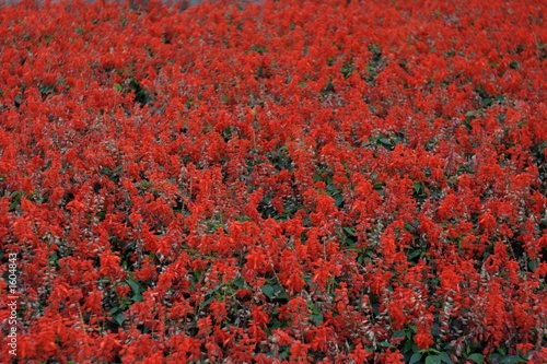 red flowers