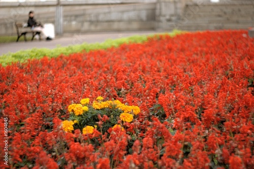 red flowers