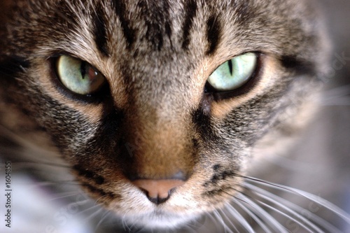 cat looking