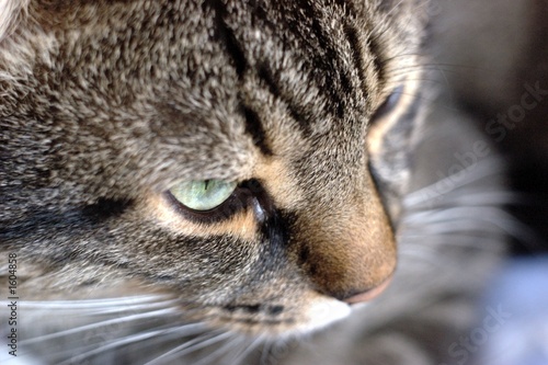 cat looking
