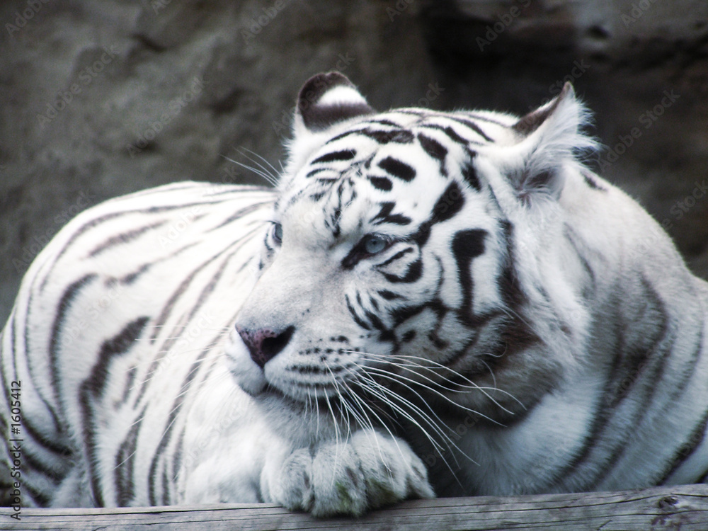 big cat