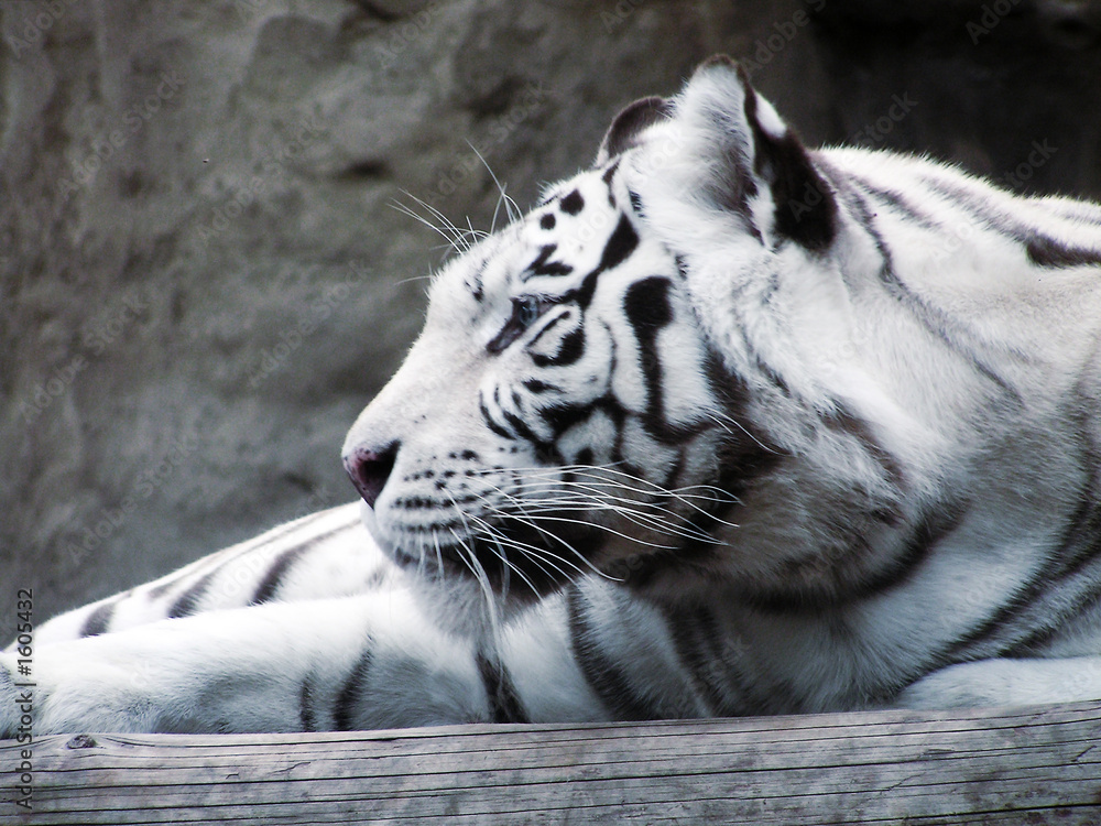 Obraz premium big cat tiger