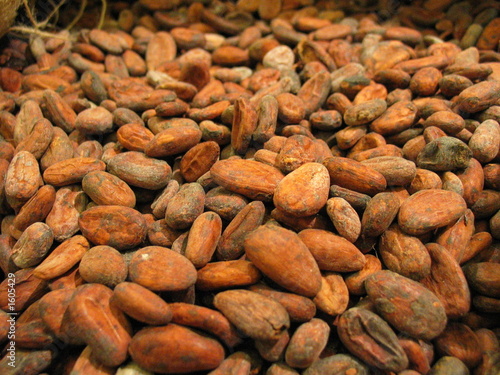 fèves de cacao (vue 3d)