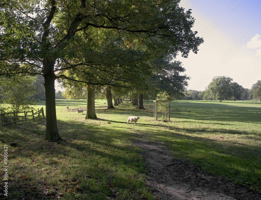 woodland path