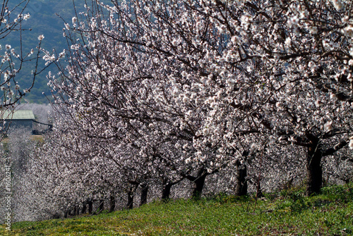 almond tree