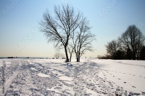 winter tree © Stuart Monk