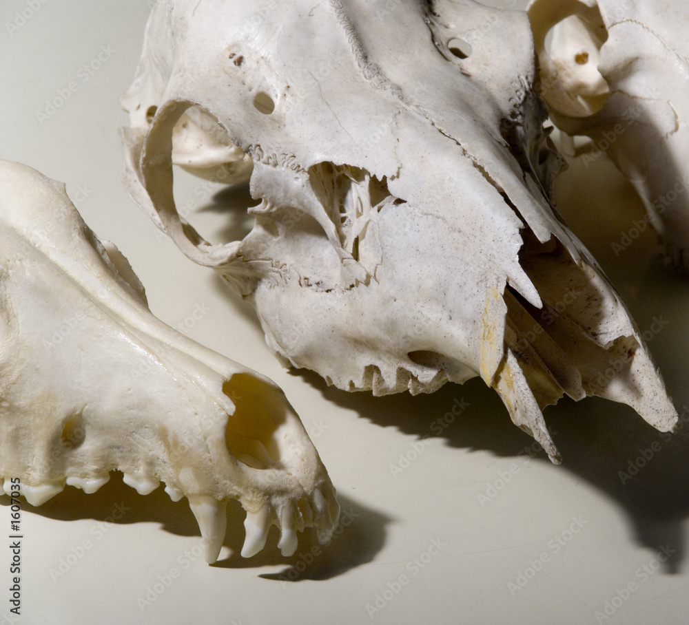 animal heads skull bones