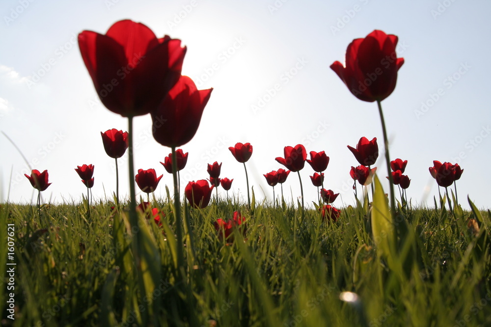 Naklejka premium tulpen