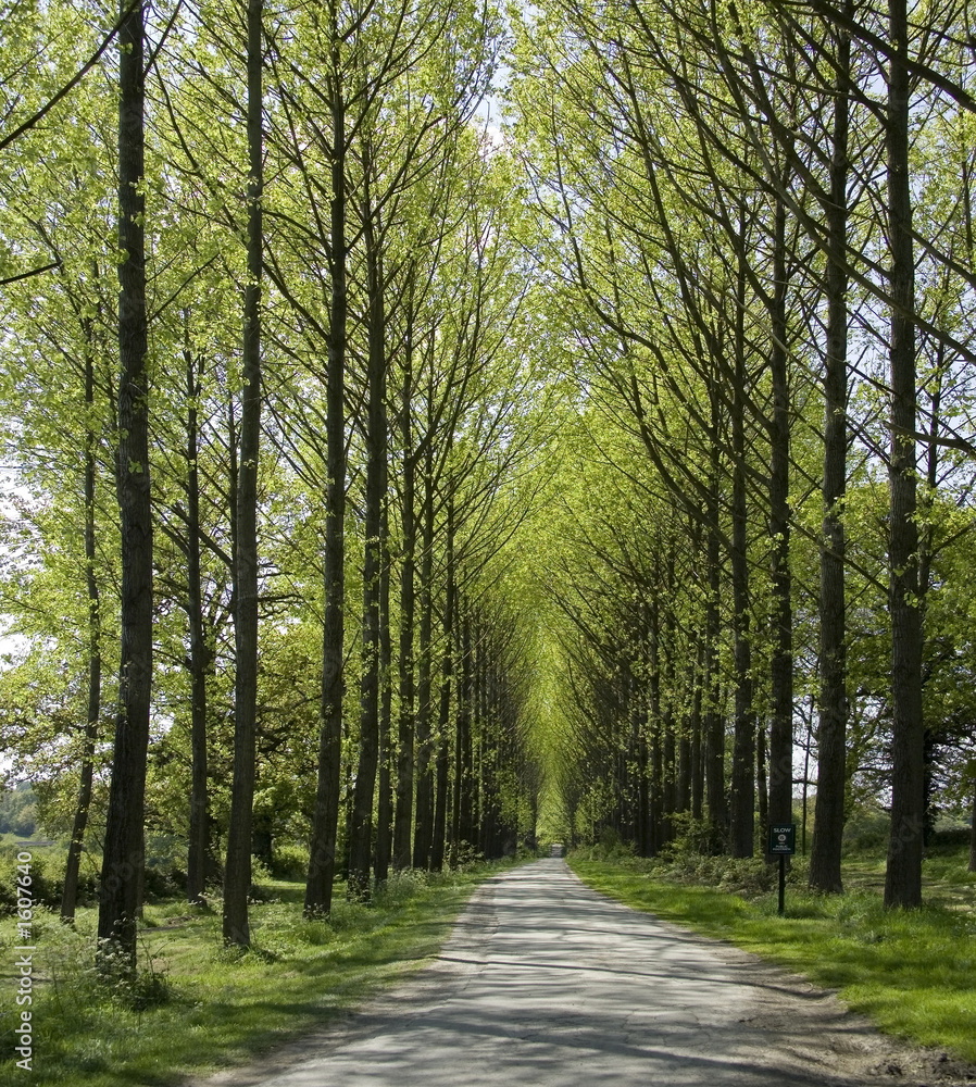 Obraz premium avenue of poplar trees