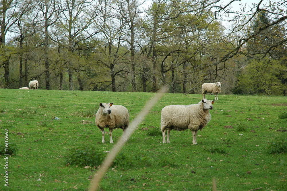 Fototapeta premium moutons