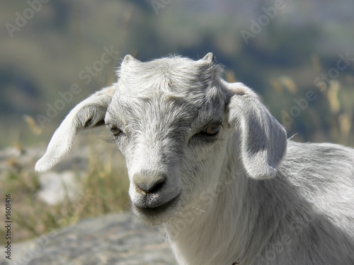 small goat