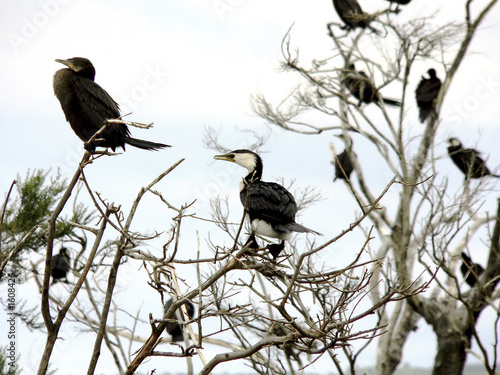 shags nesting photo