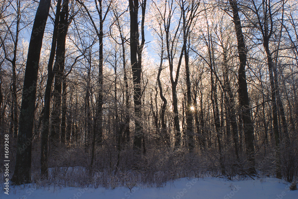 ice storm ice storm