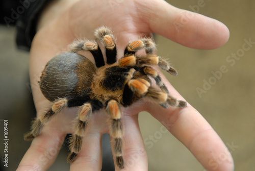 big spider on a palm.