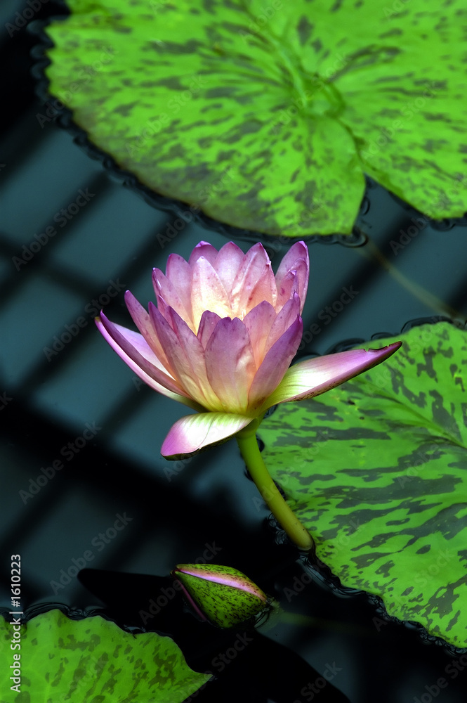 water lilly