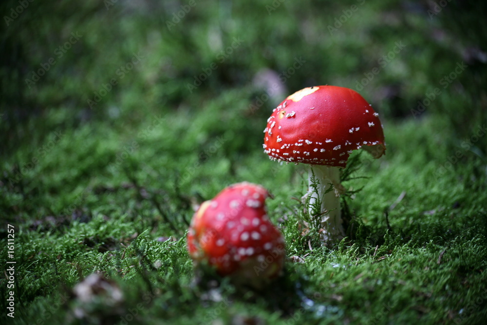 rot-weiß rot-weiß