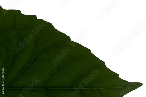 a green leaf