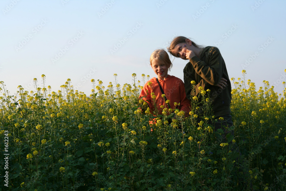 sunset over the rape field