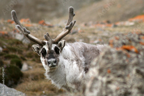 renne du svalbard