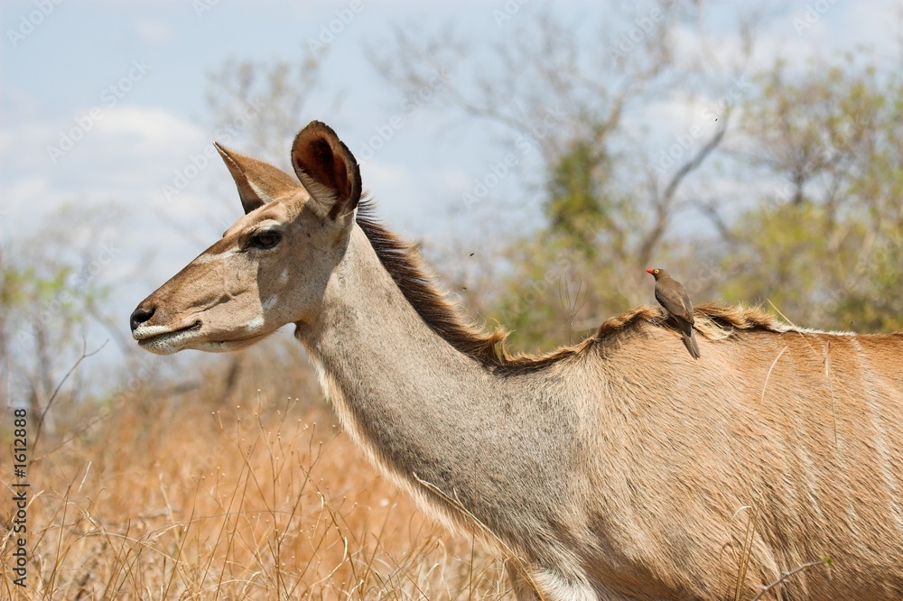 female kudu female kudu