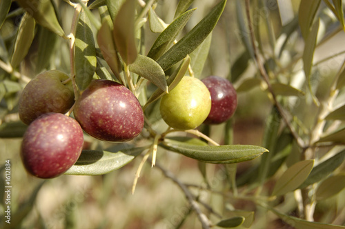 Olive branch with a olives cluster. photo