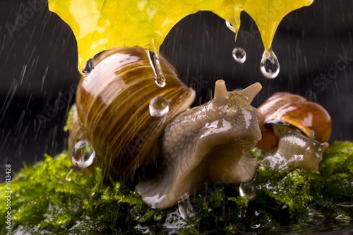 snail photo