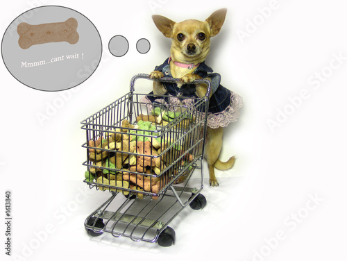 famished chihuahua