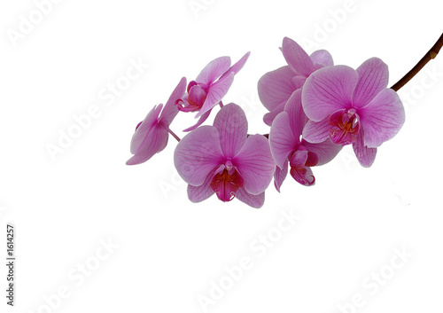 Fototapeta Naklejka Na Ścianę i Meble -  orchideé
