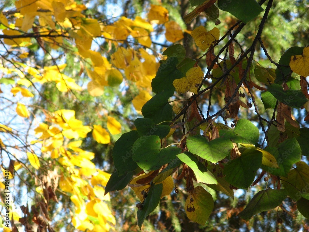 autumn autumn