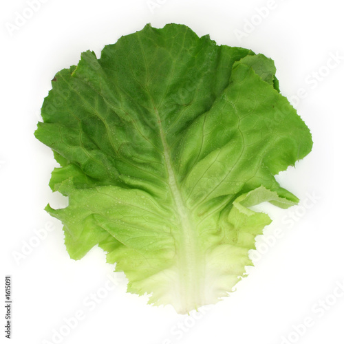 salad leaf